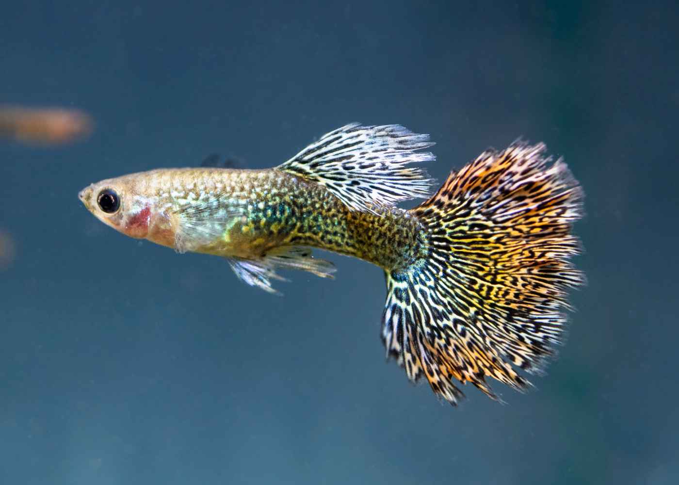 The Key Advantages of Custom Fiberglass Aquariums for Businesses