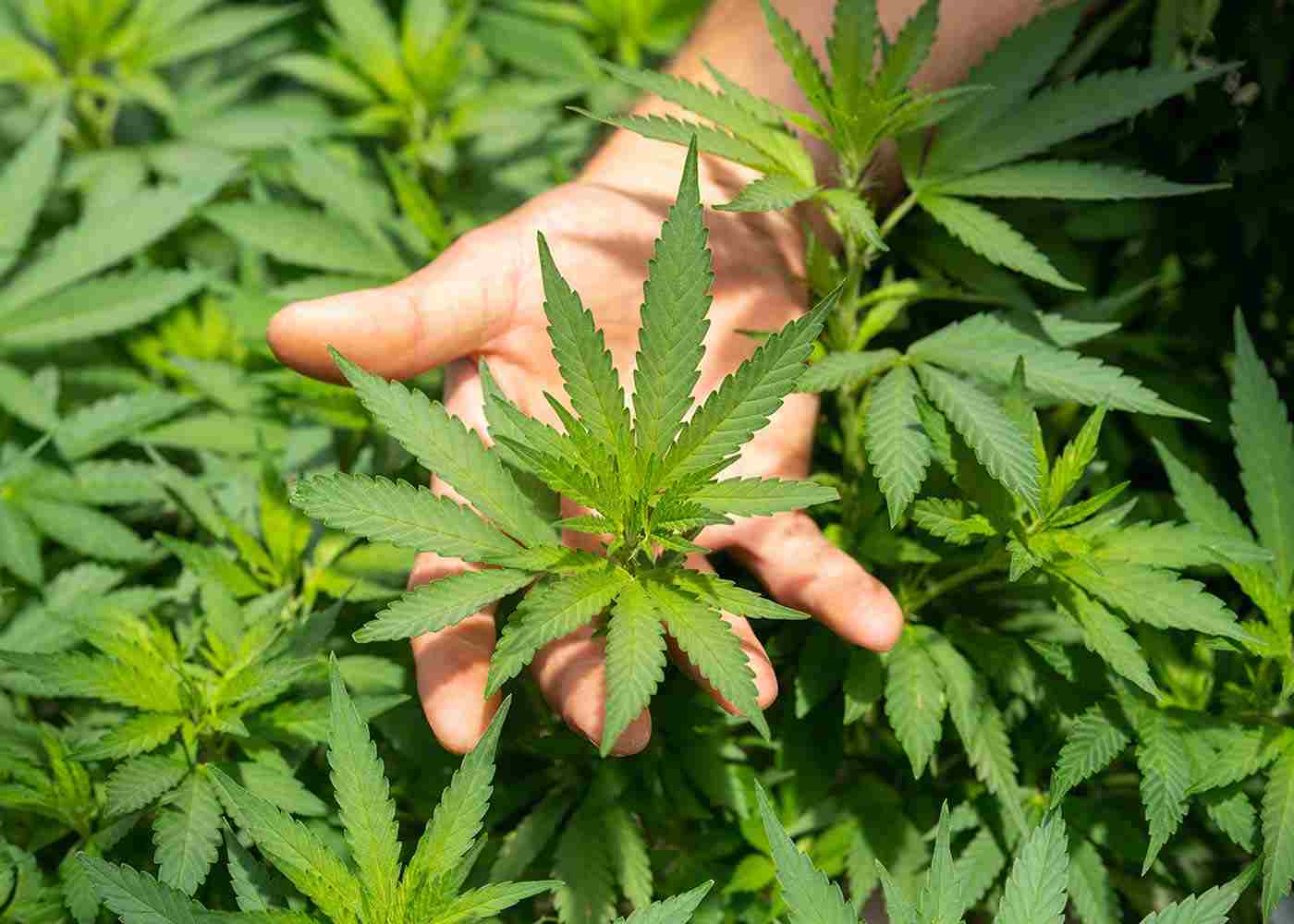 5 Best Ways to Plant Marijuana Seeds In Your Backyard