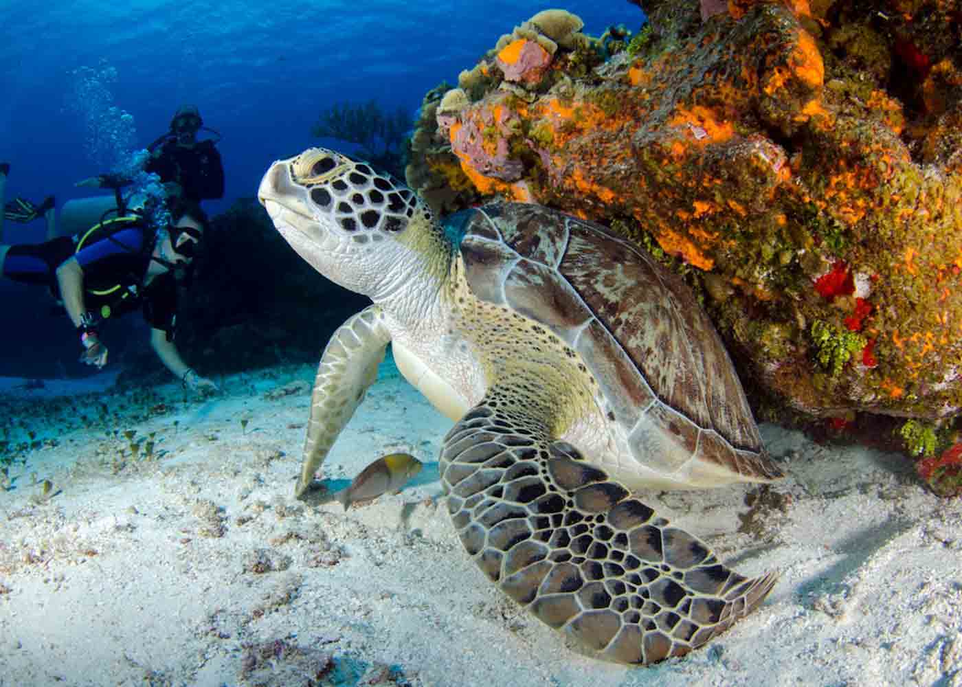 5 Incredible Advancements in Underwater Photography