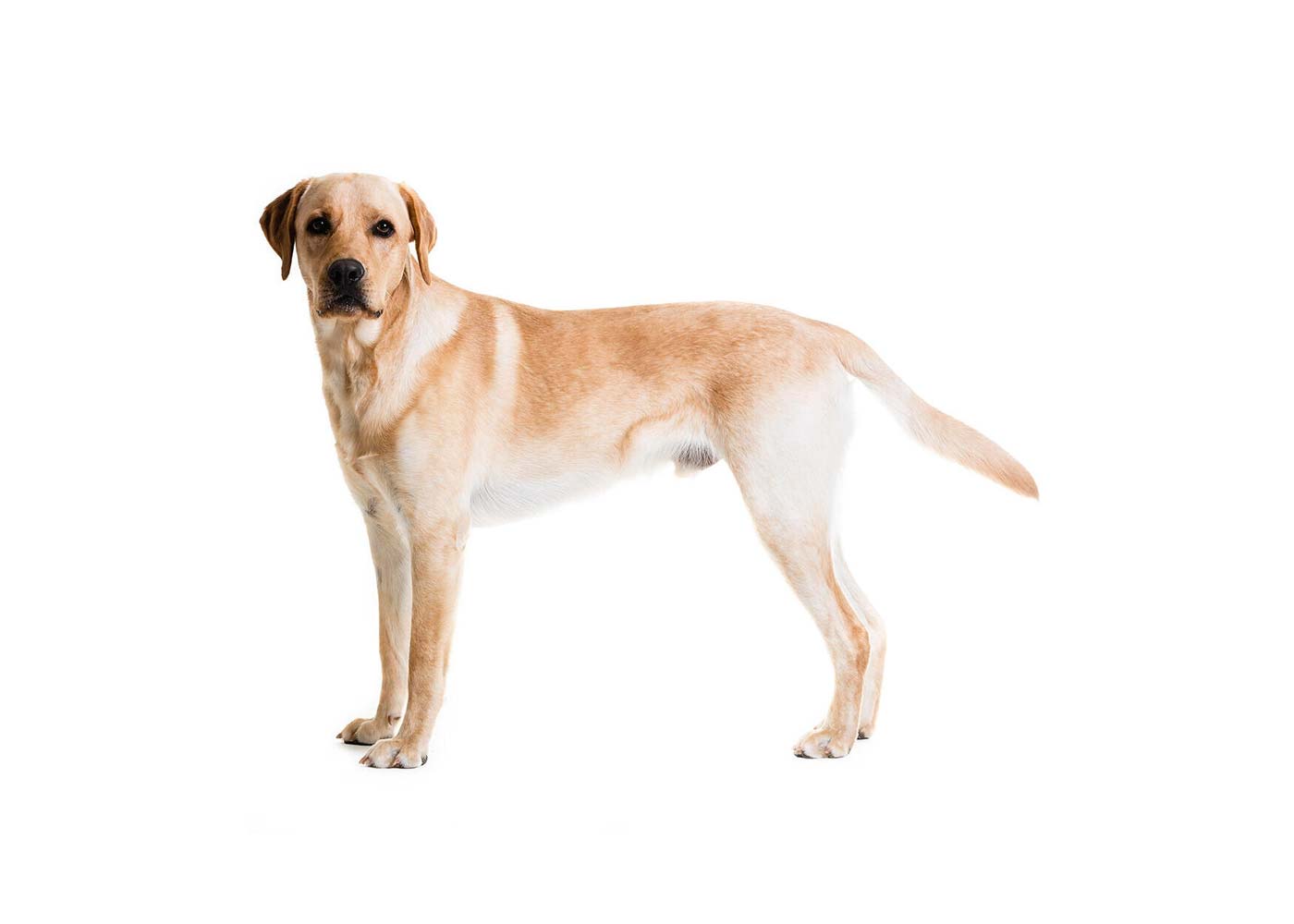 5 Major Qualities to Look For In a Labrador Breeder