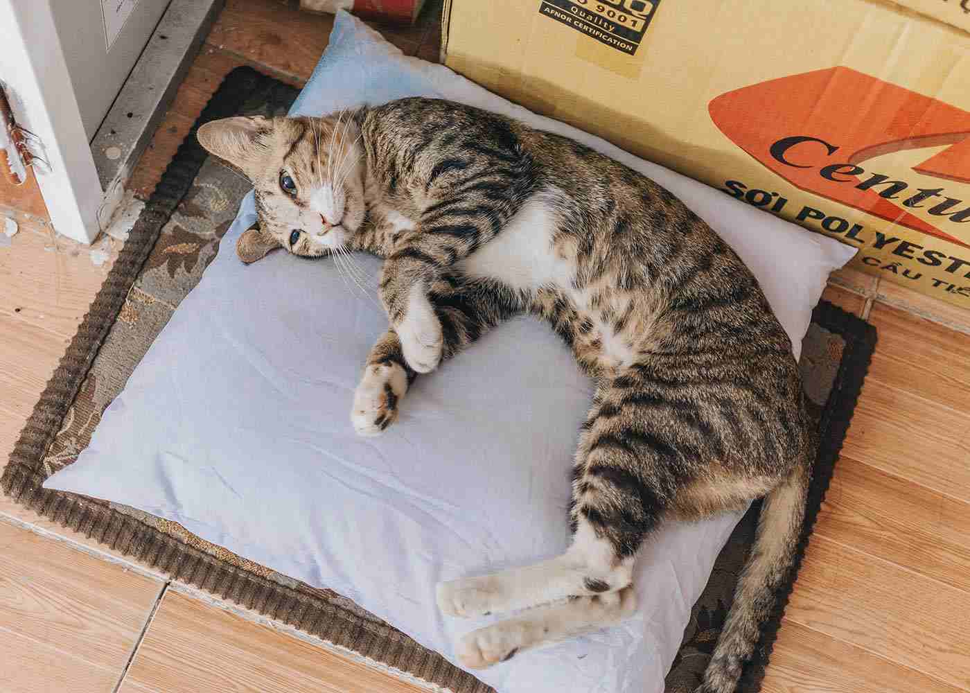 5 Reasons Litter Boxes are Important for Cats