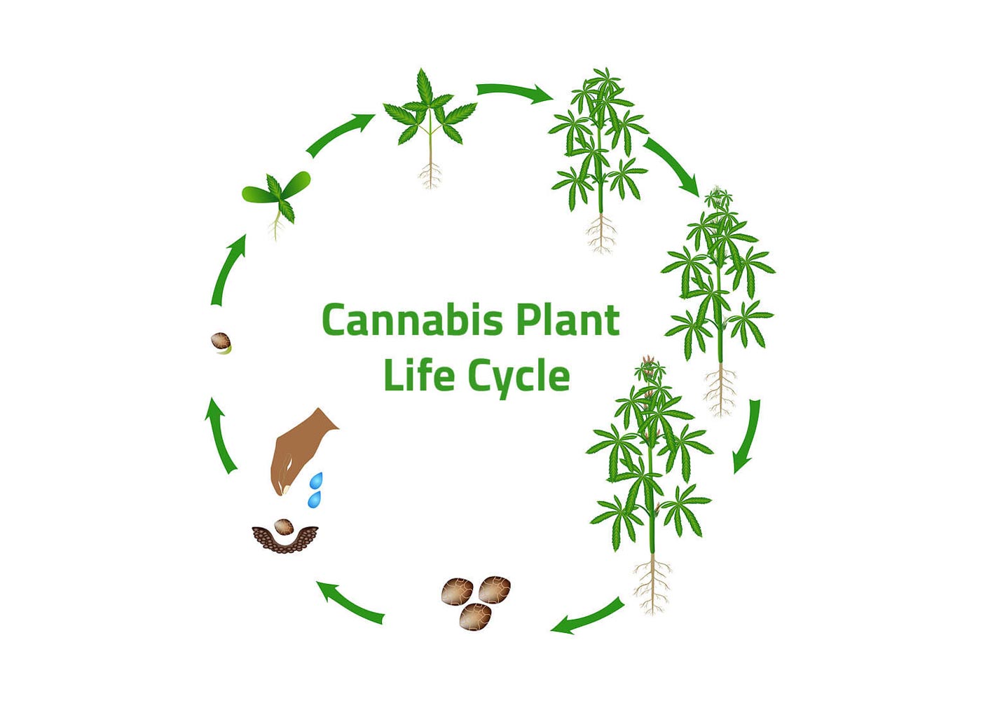 5 Things to Know About the Life Cycle of Cannabis Plants
