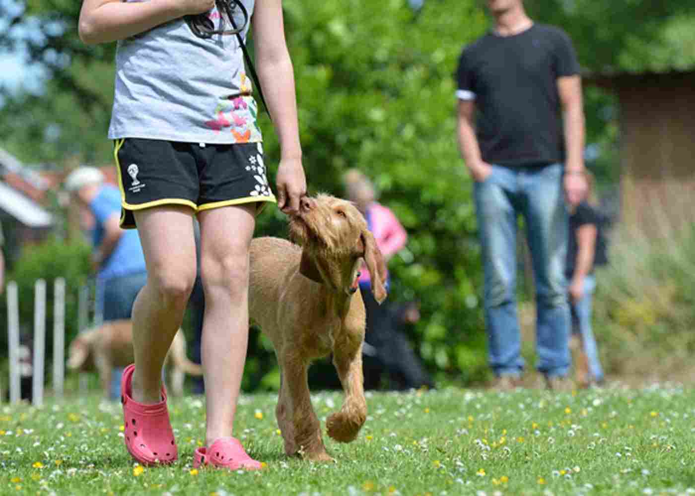 5 Tips for Finding the Perfect Dog for Your Family