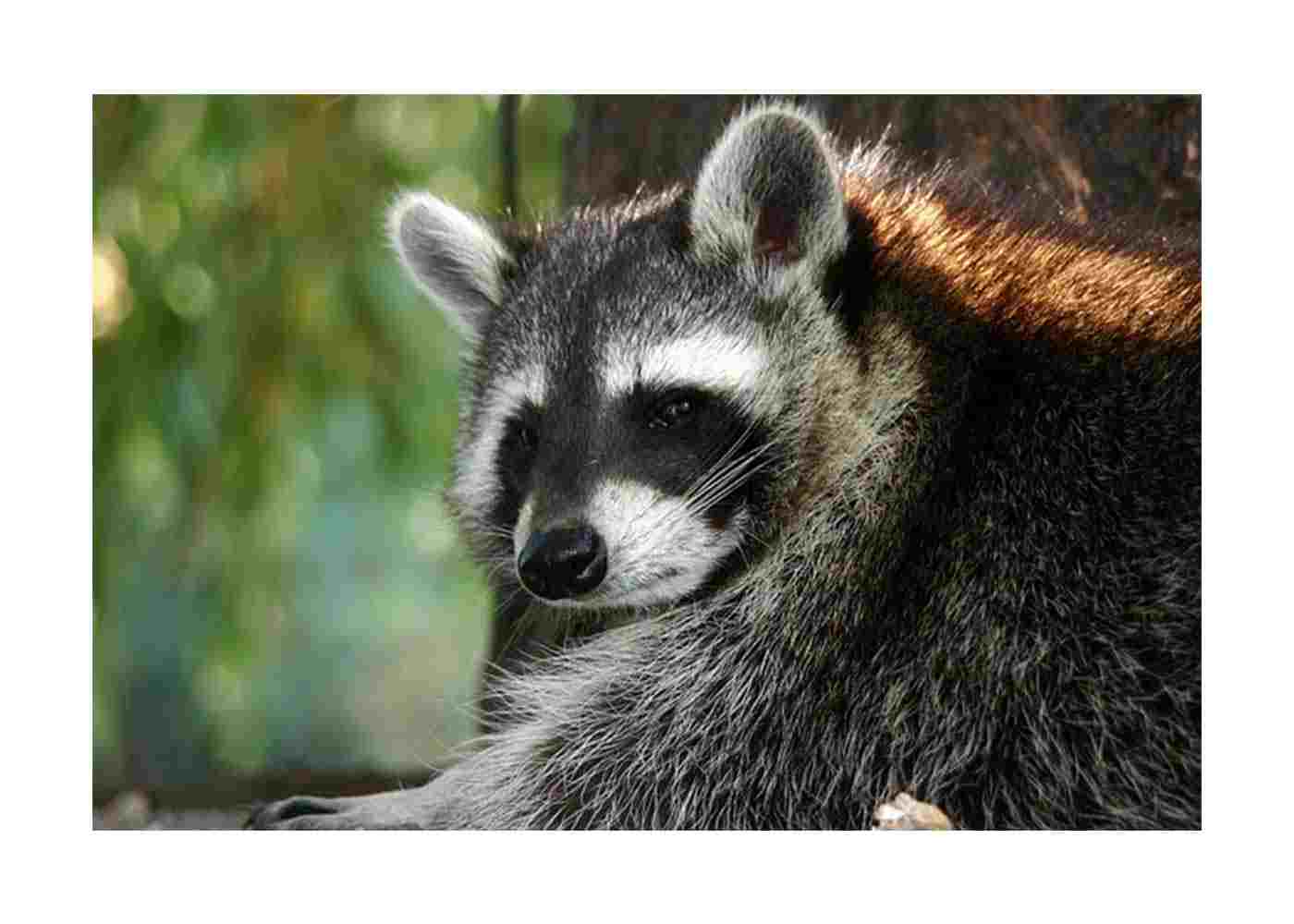 5 Ways to Make Sure Wild Animals Stay Out of Your Home