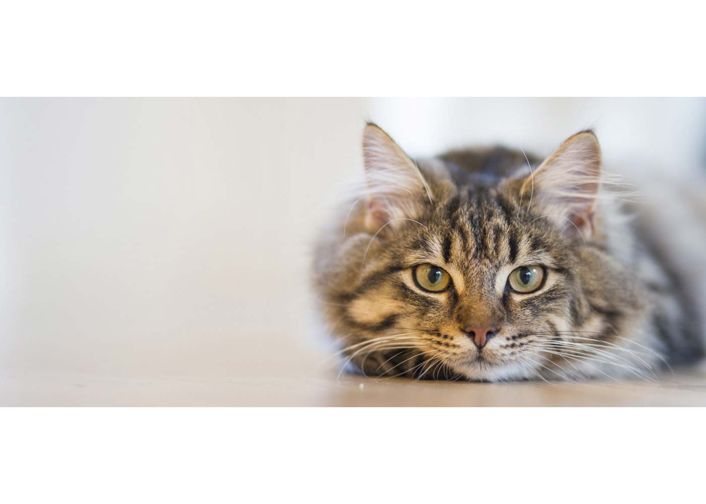 6 Essentials for a Healthy Happy Feline