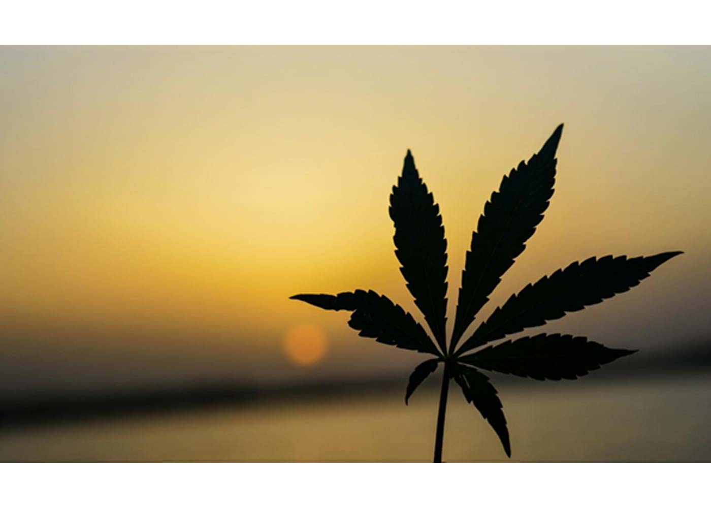 7 Full-Proof Tips to Use Dry Herb Vaporizer