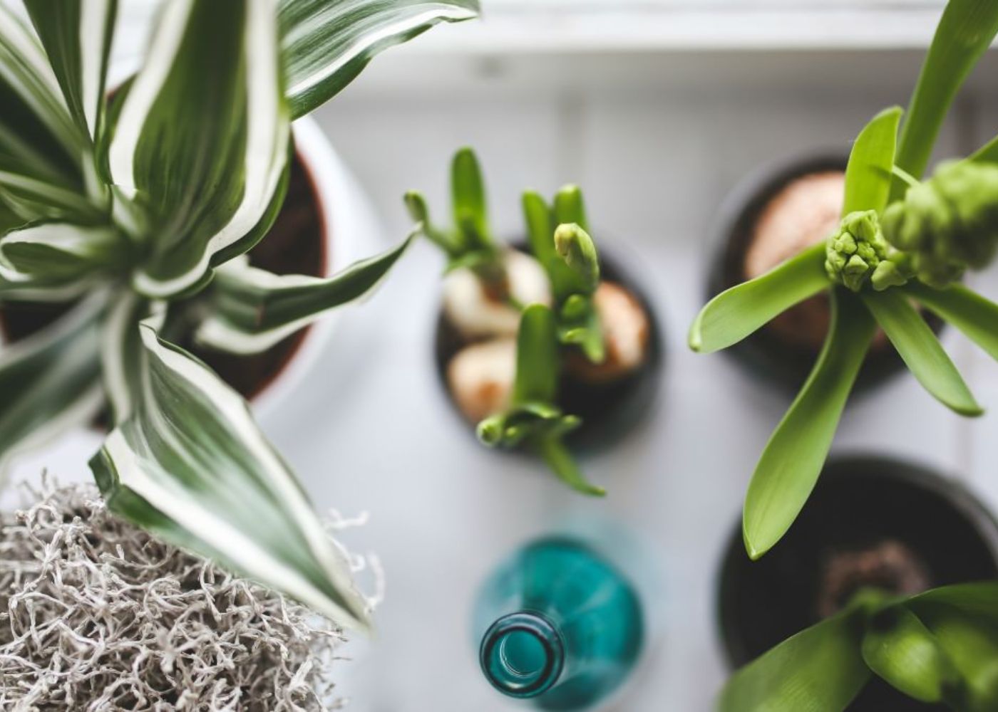 7 House Plants with Aromatherapy Benefits to Improve Your Mental Health
