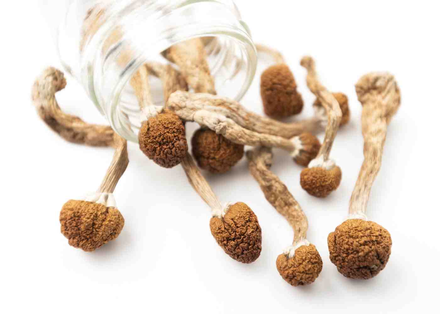 A Beginner's Guide to Buying High-Quality Shrooms Online