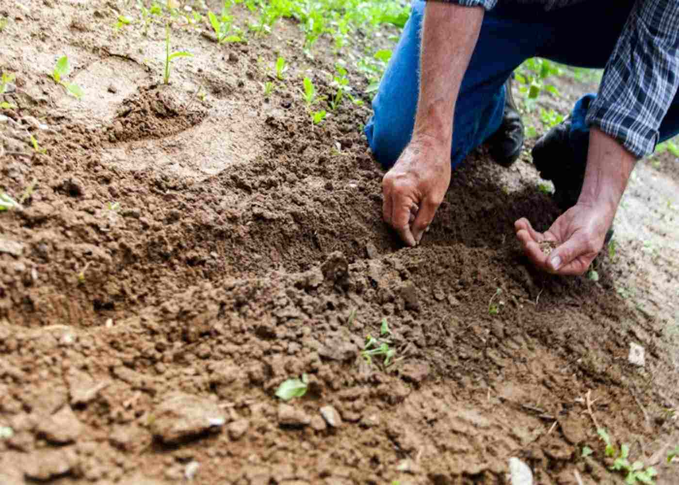 A Guide to Protecting Your Crops from Pests