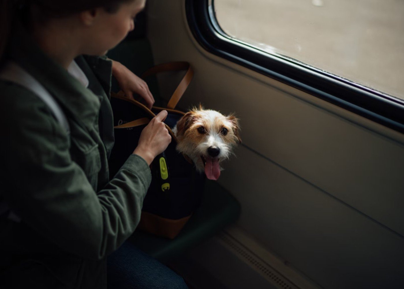 Adventures With Your Furry Friend: Tips for Traveling with Your Pet
