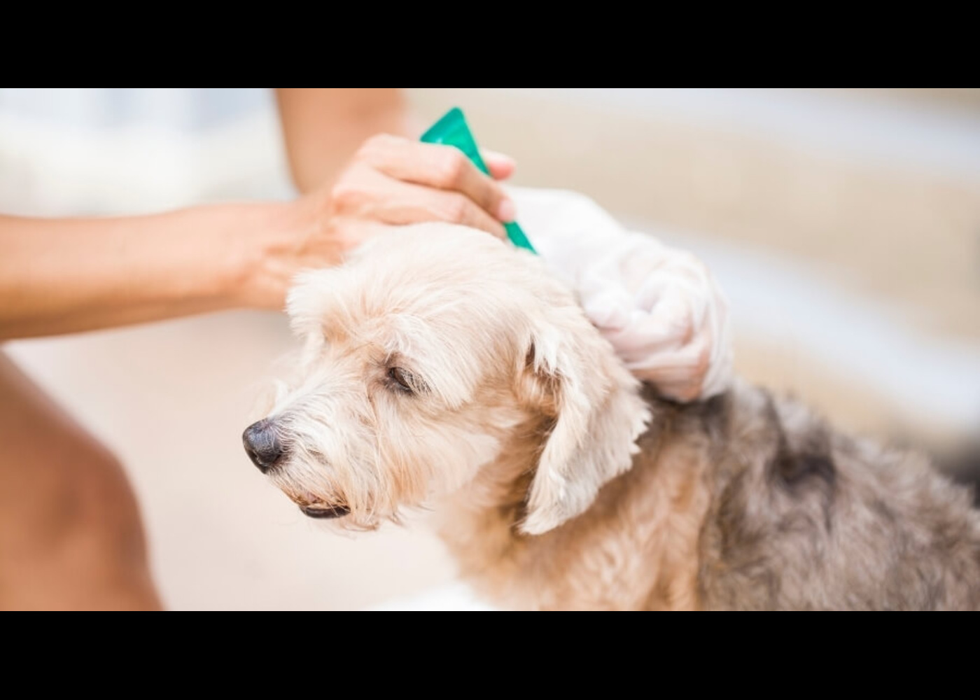 Beyond Scratches: The Benefits of Flea and Tick Medication for Dogs
