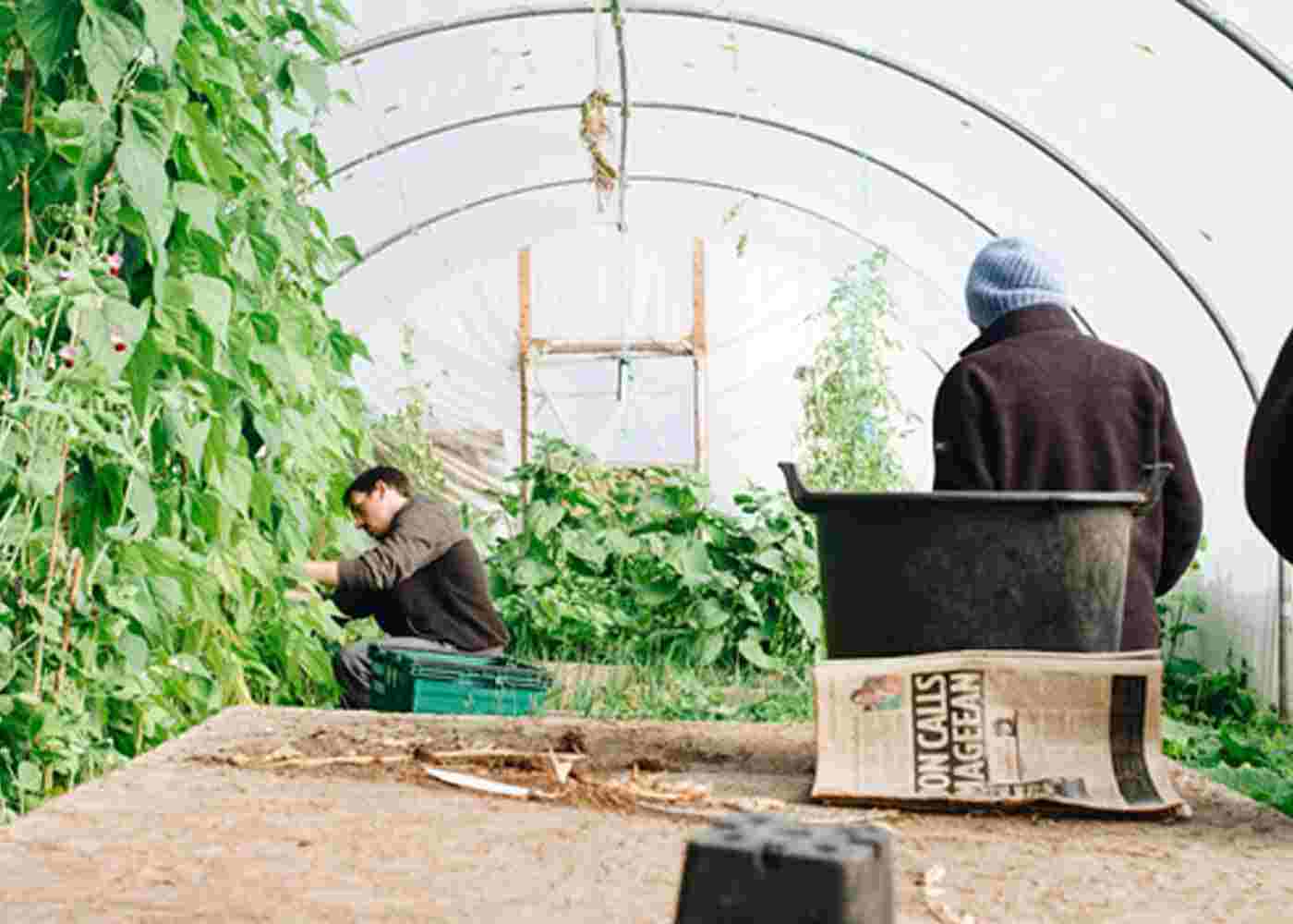 Building a Small Greenhouse to your Backyard: Step-by-Step Guide
