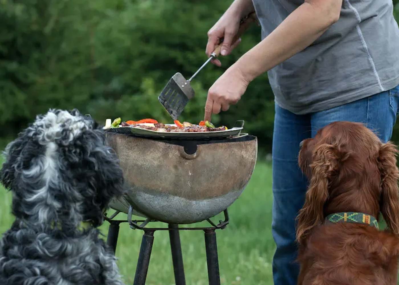 Can Dogs Eat Barbeque Sauce?