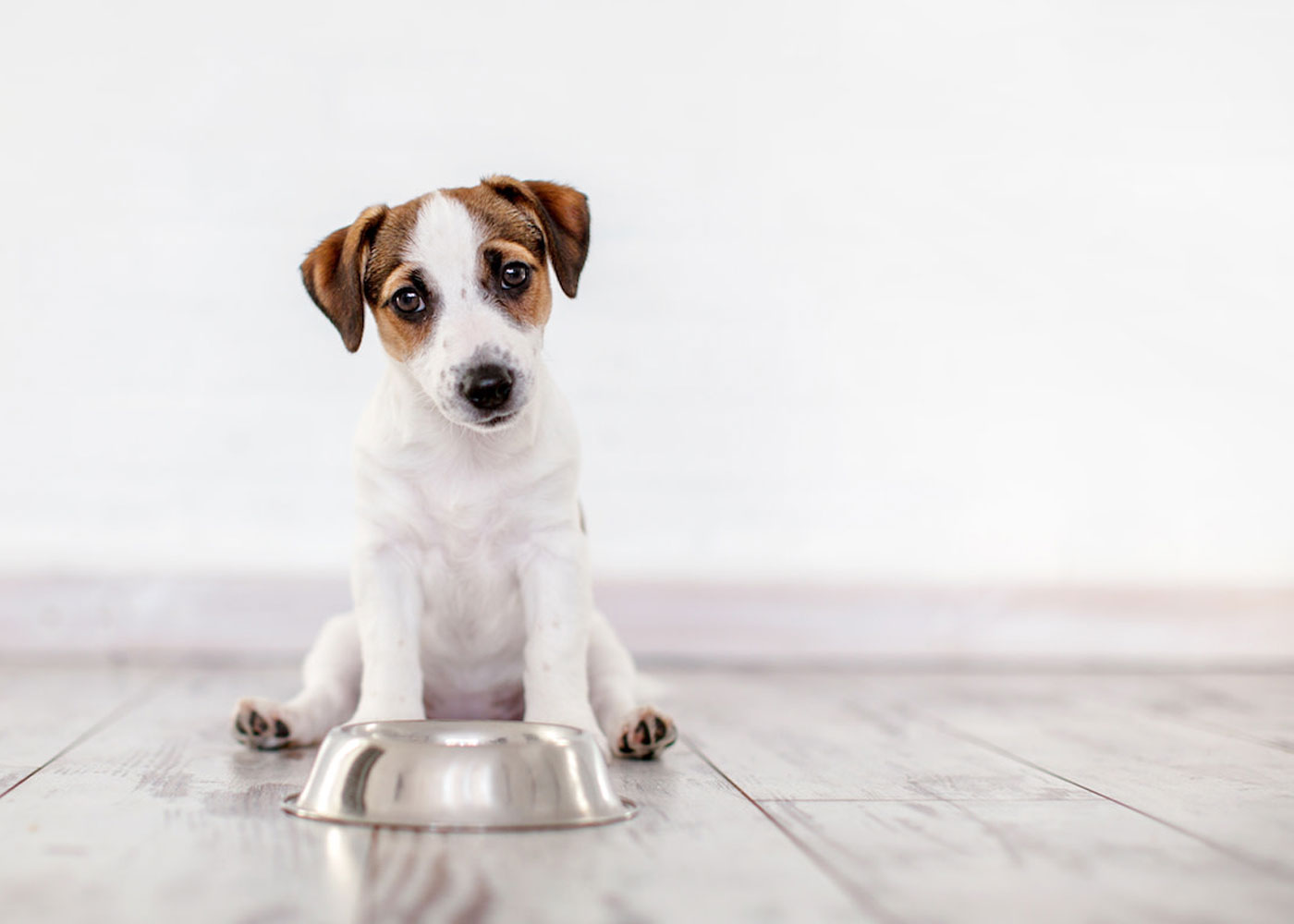 Can Dogs Eat or Consume Cream Cheese?