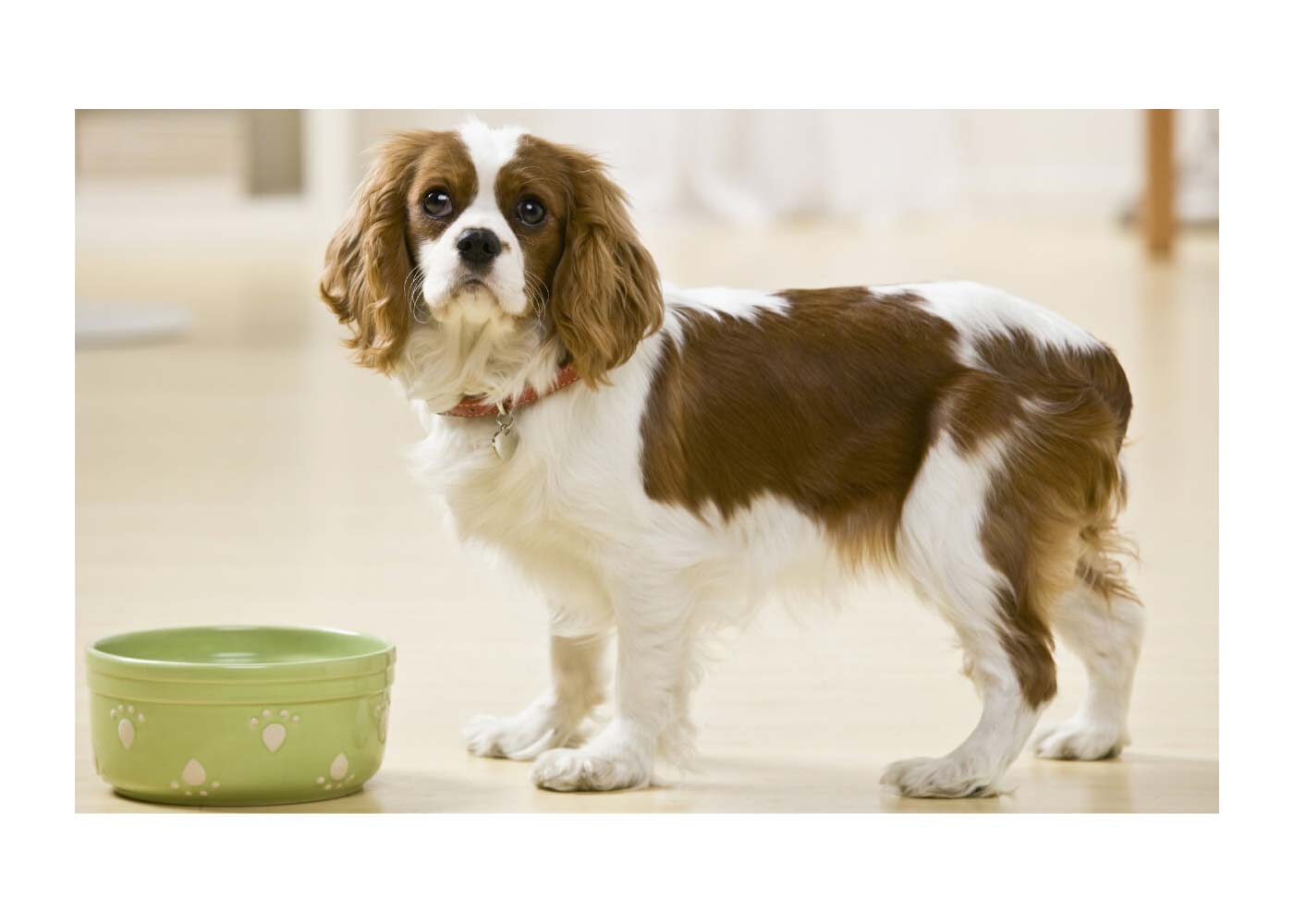 Can Dogs Eat Cumin Seeds? Separating Fact from Fiction