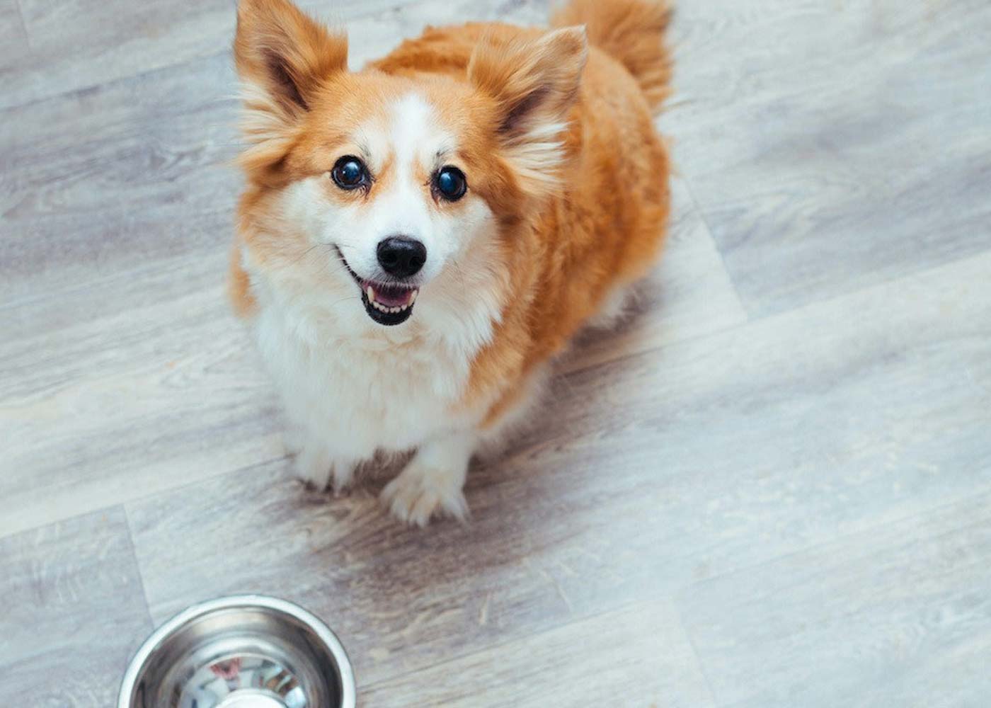 Can Dogs Eat or Consume Nectarines?