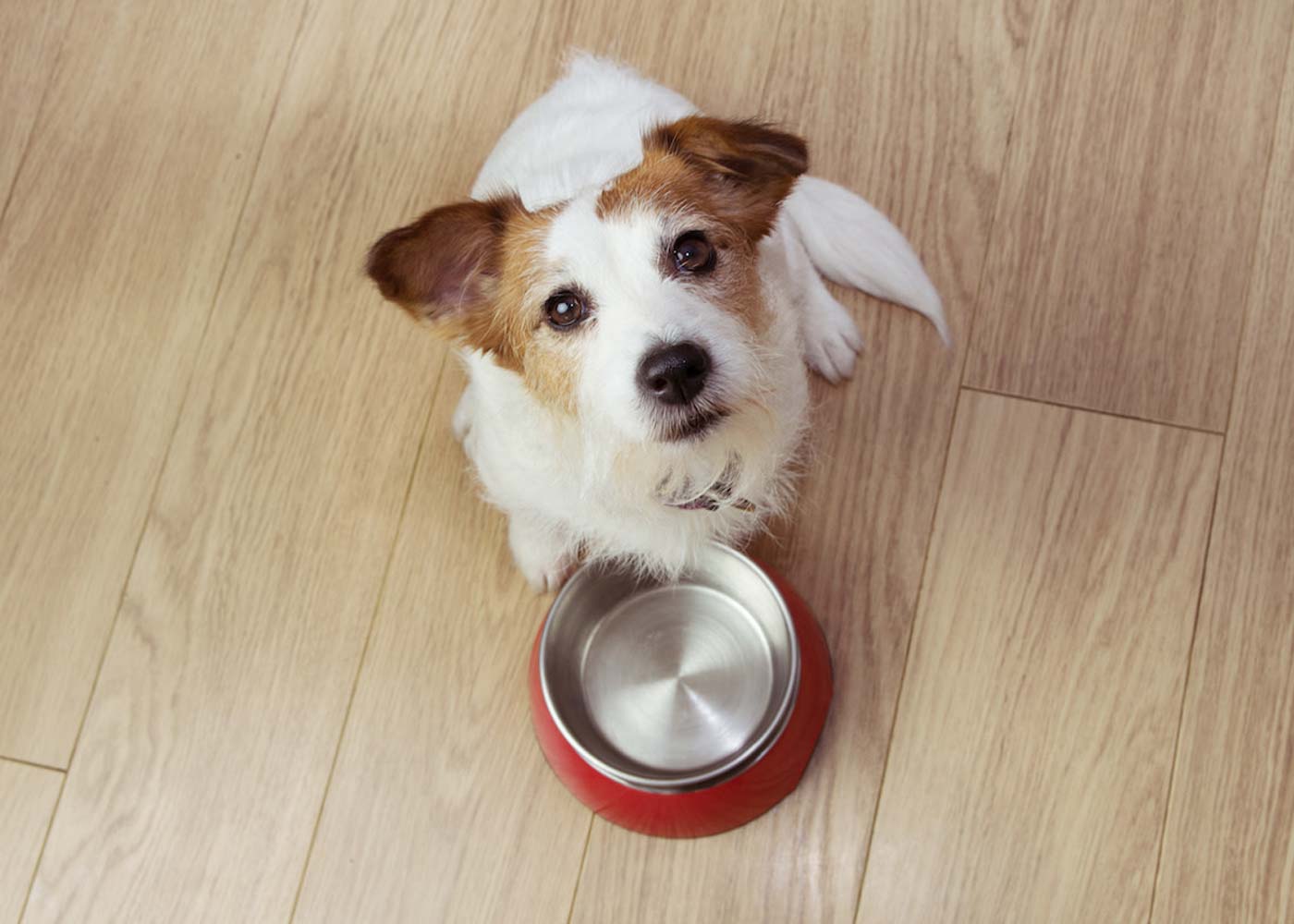 Can Dogs Eat or Consume Radishes?