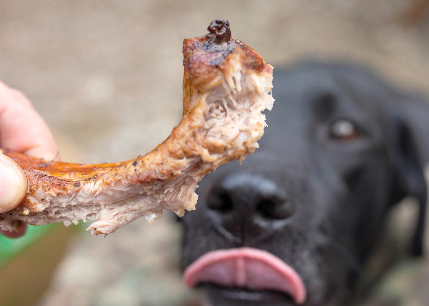 Can Dogs Have Rib Bones?