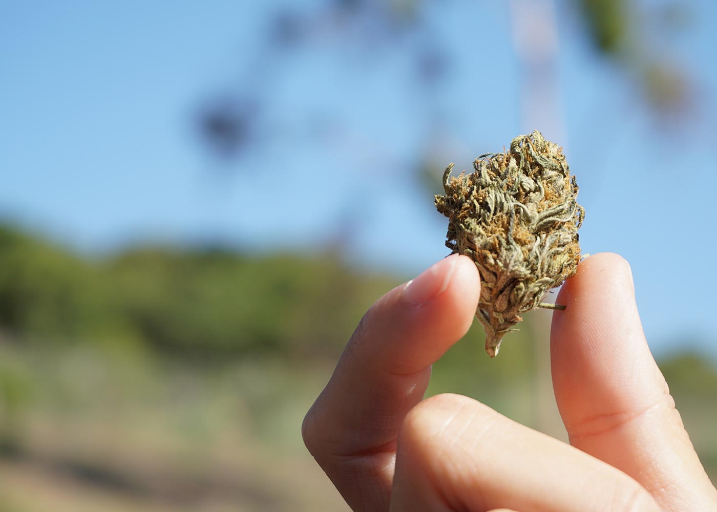 CBD Flower: Everything You Need to Know