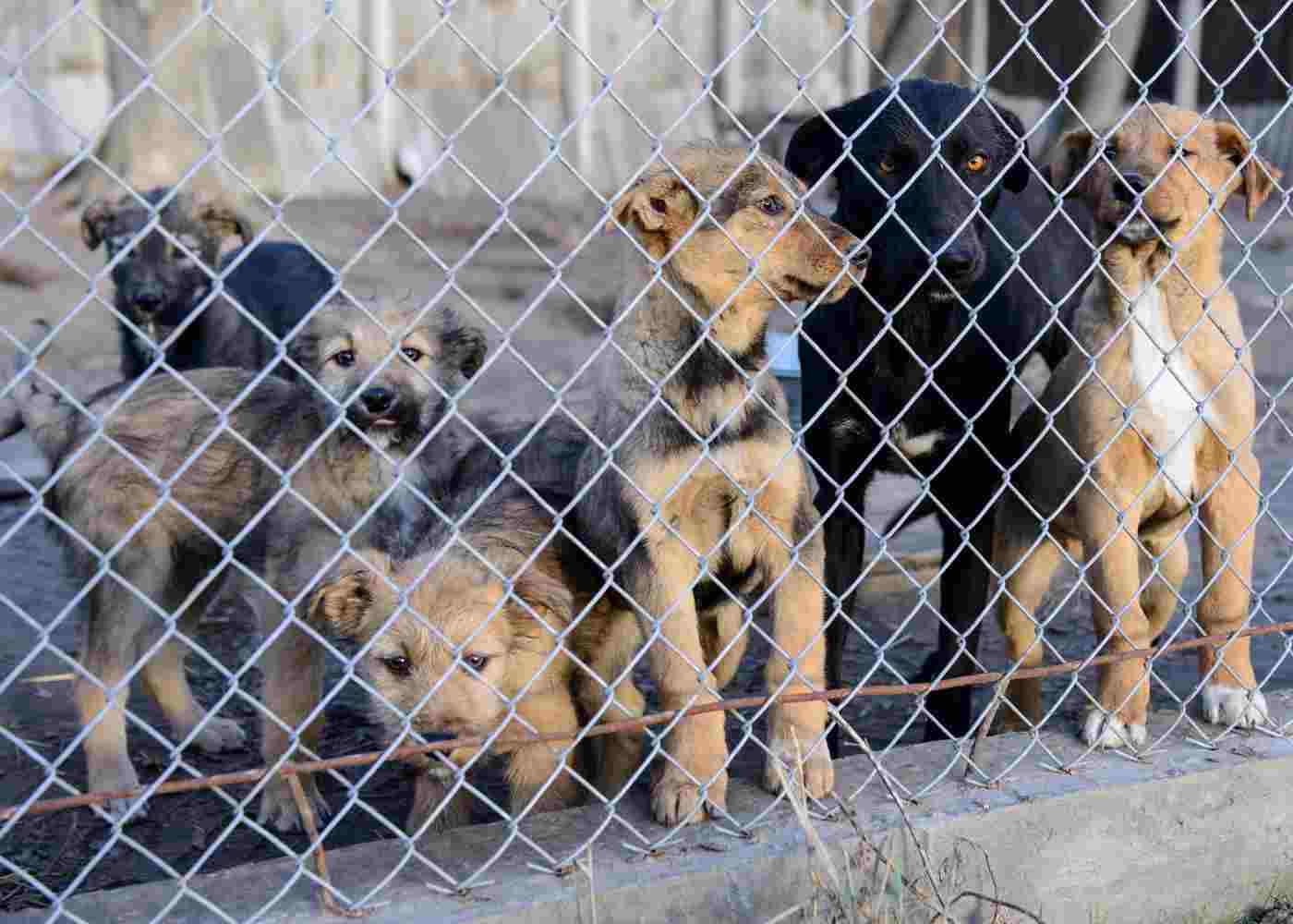 Choosing the Best Dog Fence for Small Breeds
