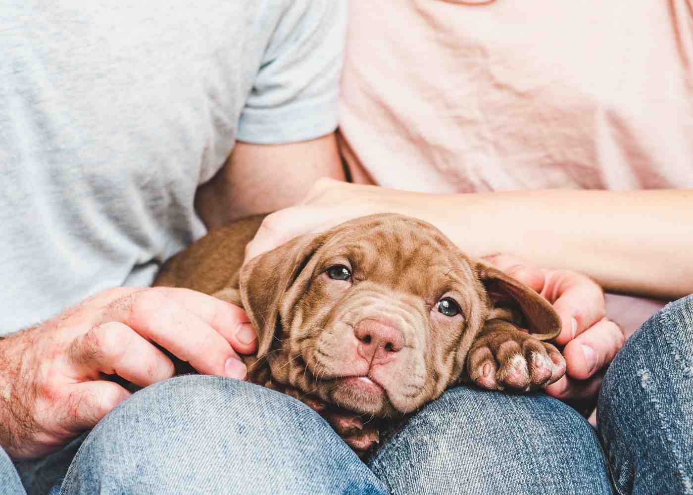 Communicating Effectively While Co-Parenting Pets With Your Significant Other