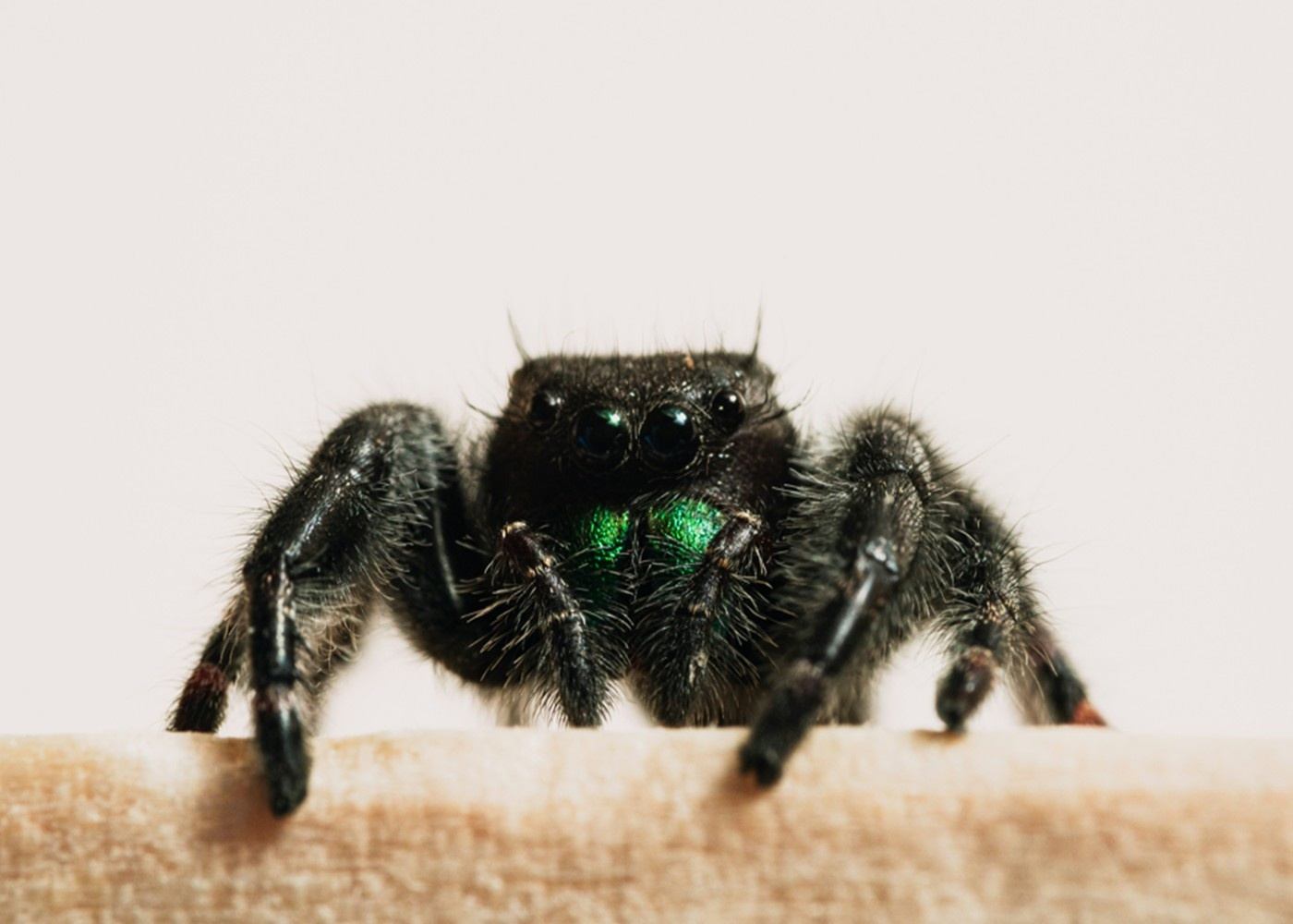 Creating a Safe Haven: Essential Habitat Tips for Your Exotic Pet