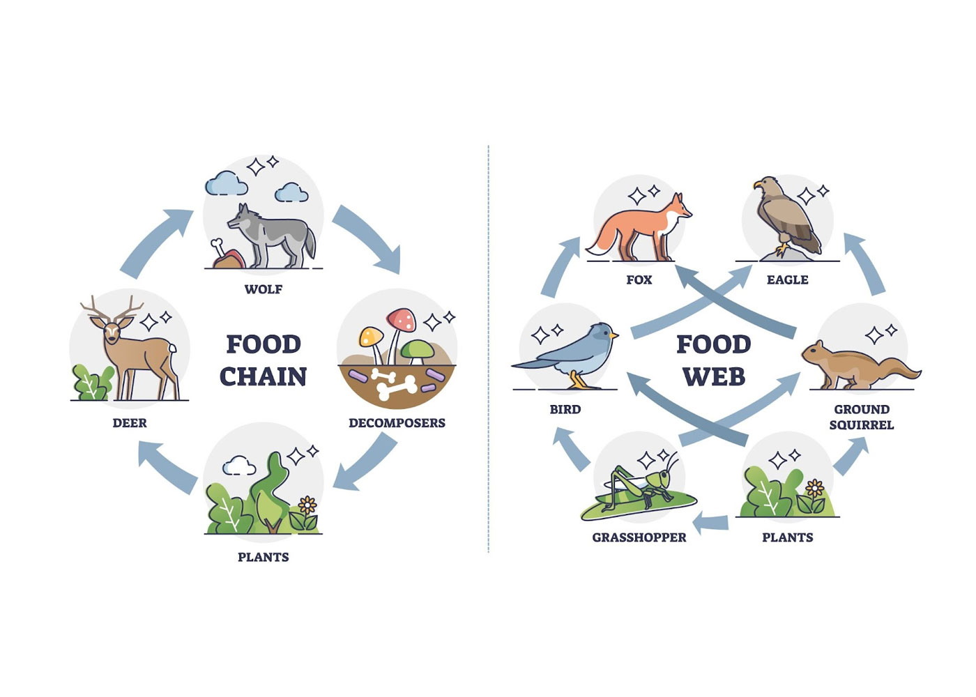 Exploring the Core Difference between Food Chains and Food Webs
