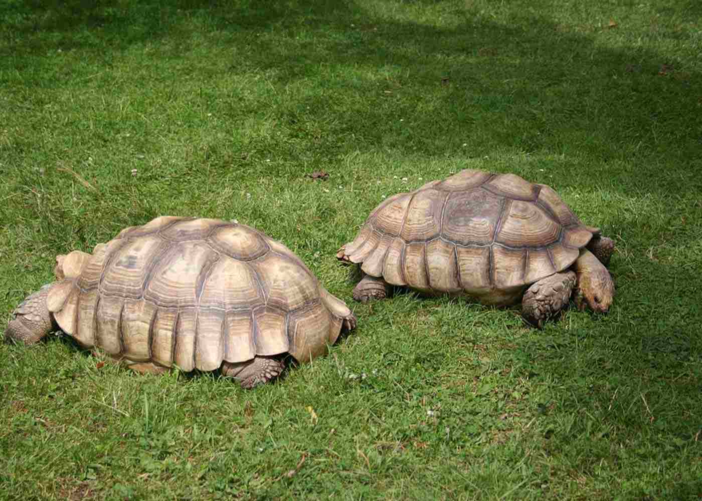 Do Sulcata Tortoises Like to be Pets?