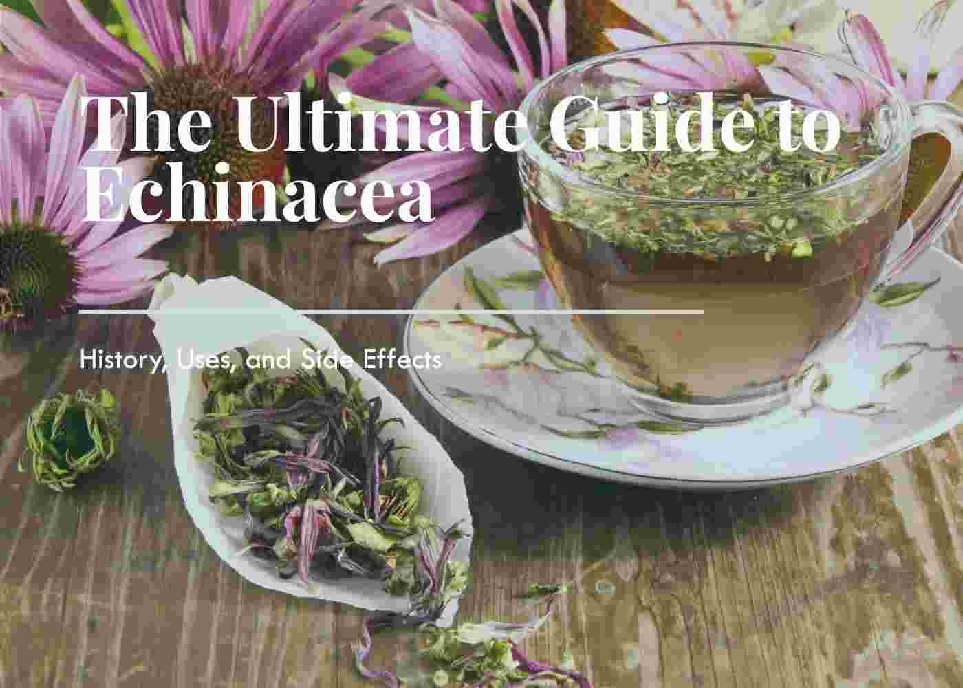 The Ultimate Guide to Echinacea: History, Uses, and Side Effects