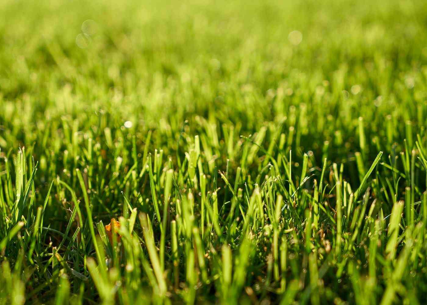 Effective Lawn Maintenance Tips You Did not Know About