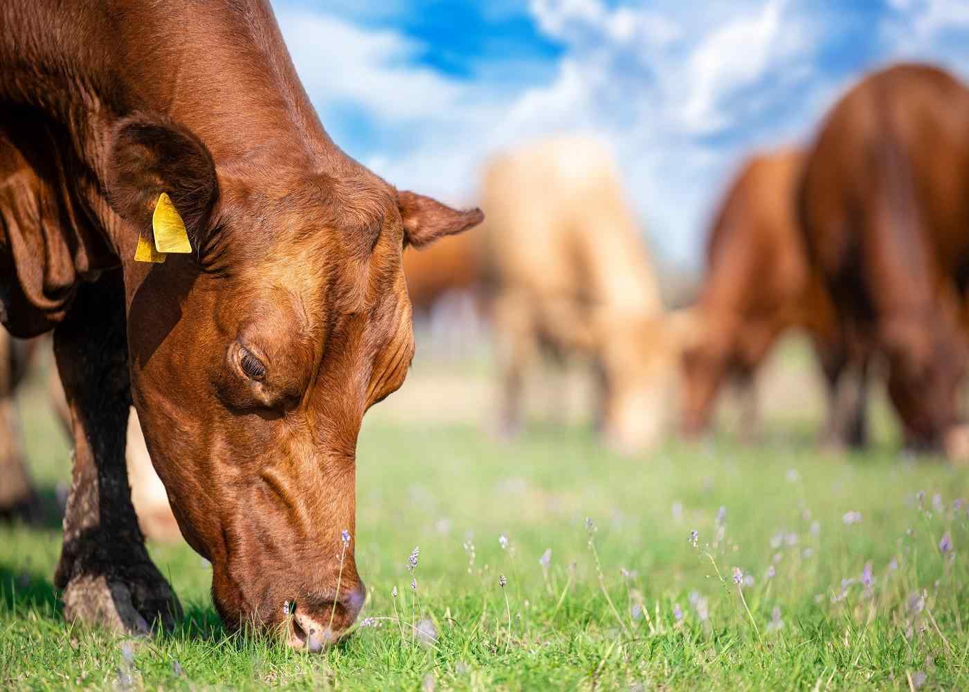 Essential Steps to Enhance the Life and Output of Your Cattle