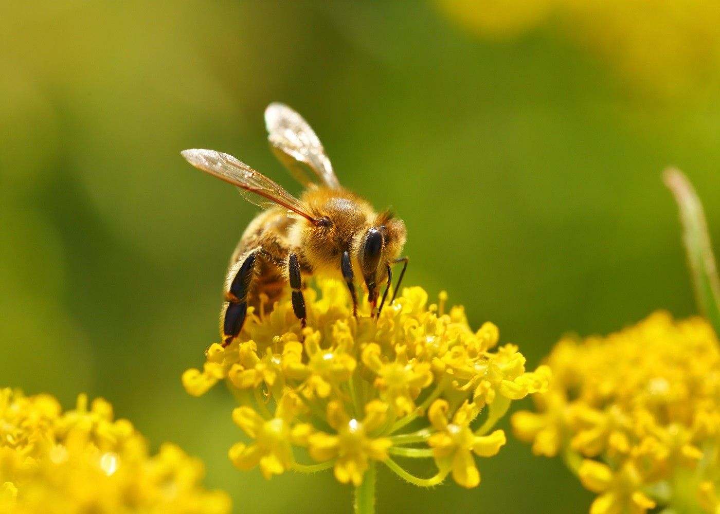 Essential Tips for Managing Bee Populations