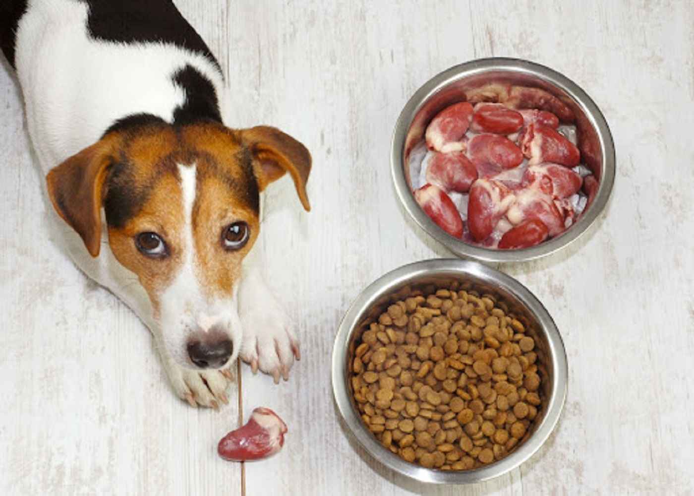 Feeding Fido: Crafting the Optimal Diet for Your Pet