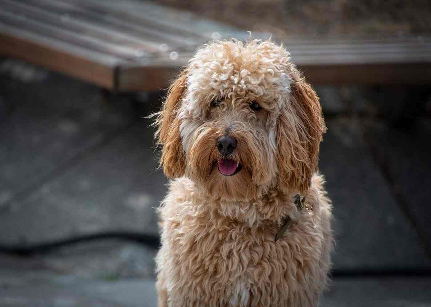 Finding Reputable Labradoodle Breeders in California