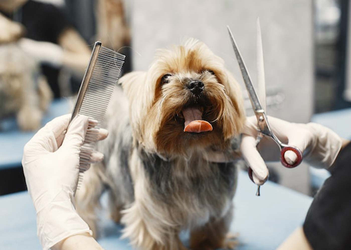 From Pet Lover to Business Owner: How to Start Your Franchise