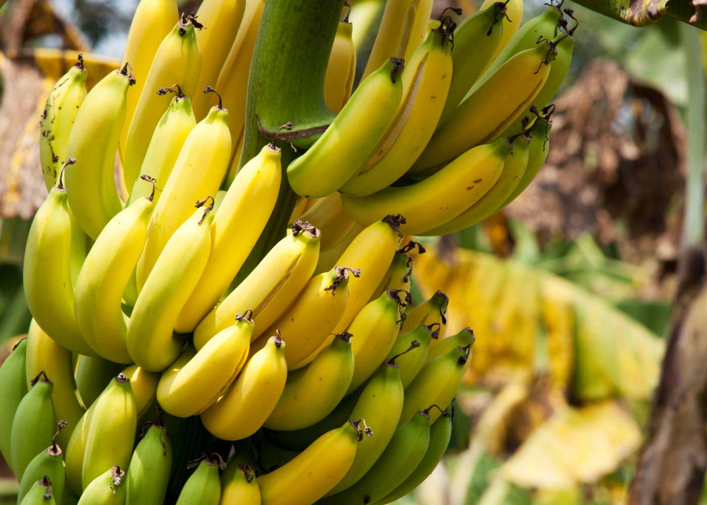 Health Benefits of Bananas at Different Stages