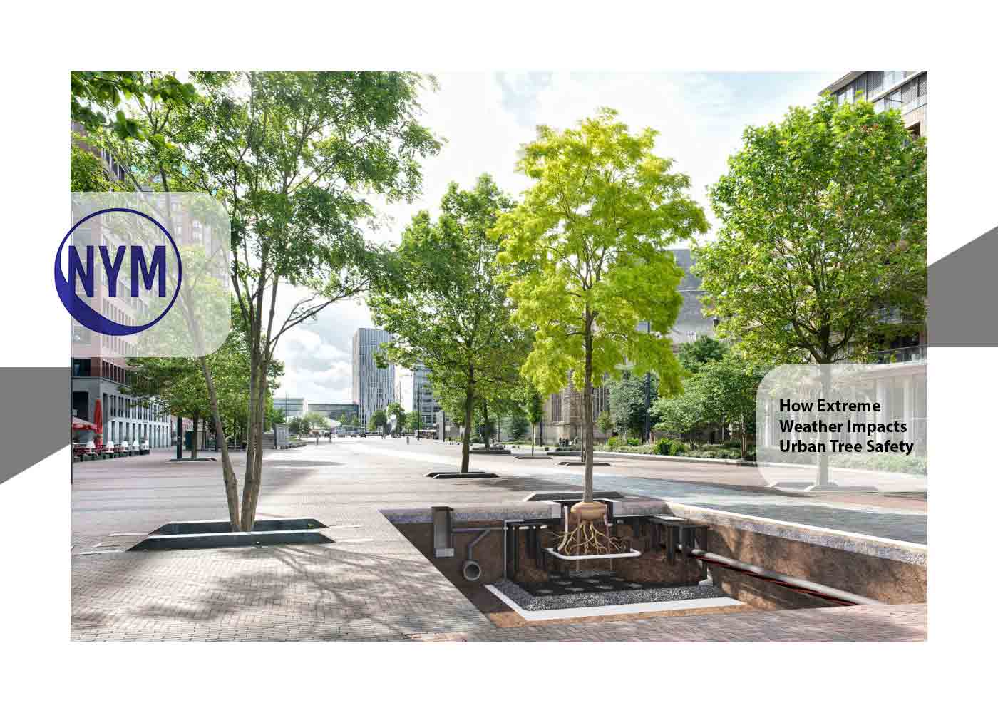 How Extreme Weather Impacts Urban Tree Safety