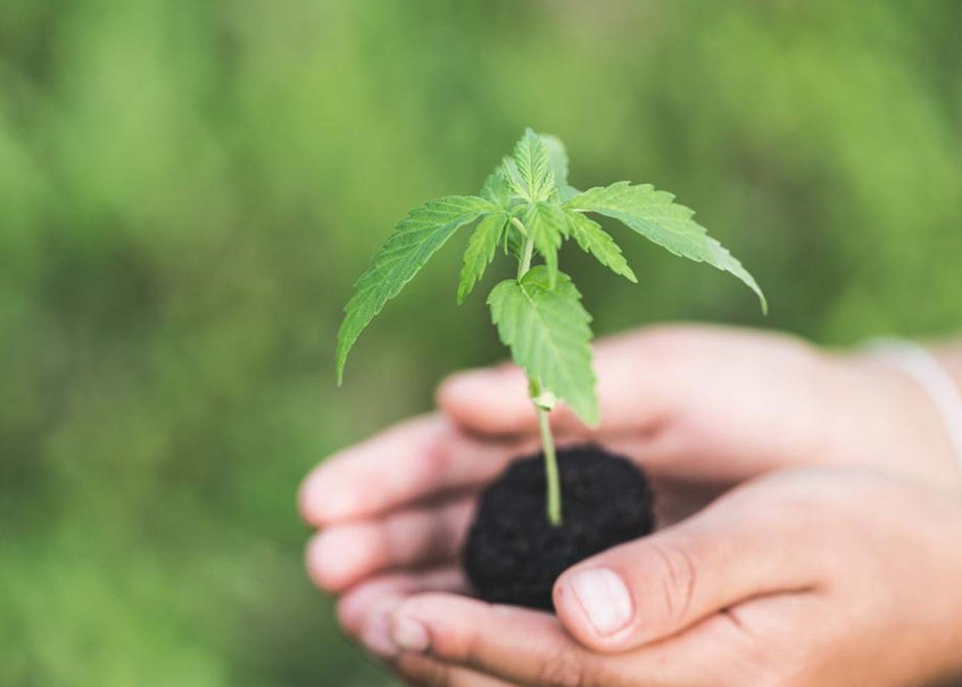 How Long Do Weed Seeds Take To Germinate: A Comprehensive Guide 