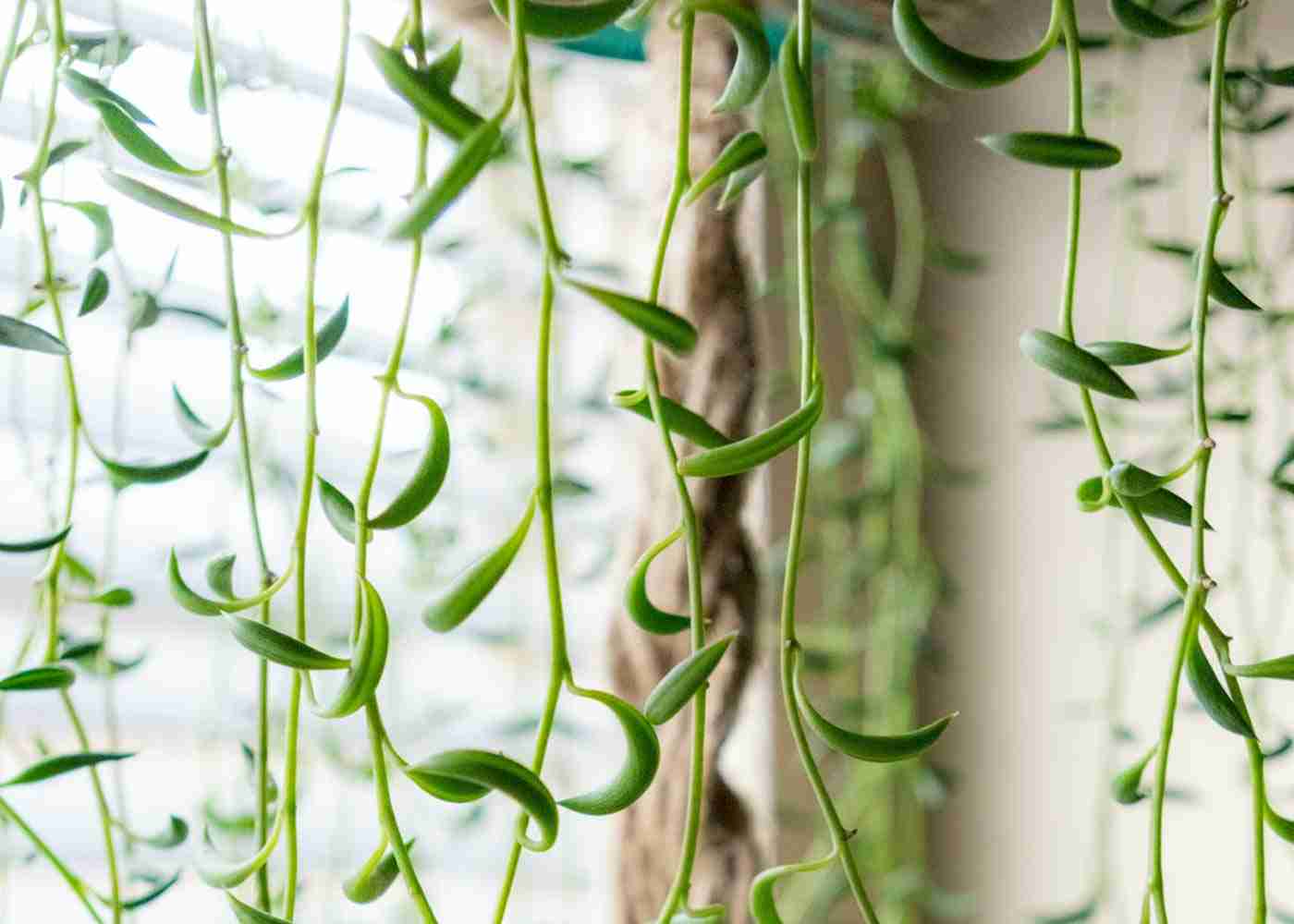 How to Grow String of Bananas