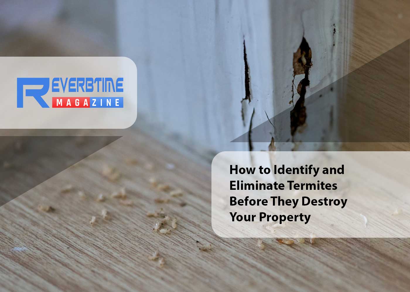 How to Eliminate Termites Before They Destroy Your Property