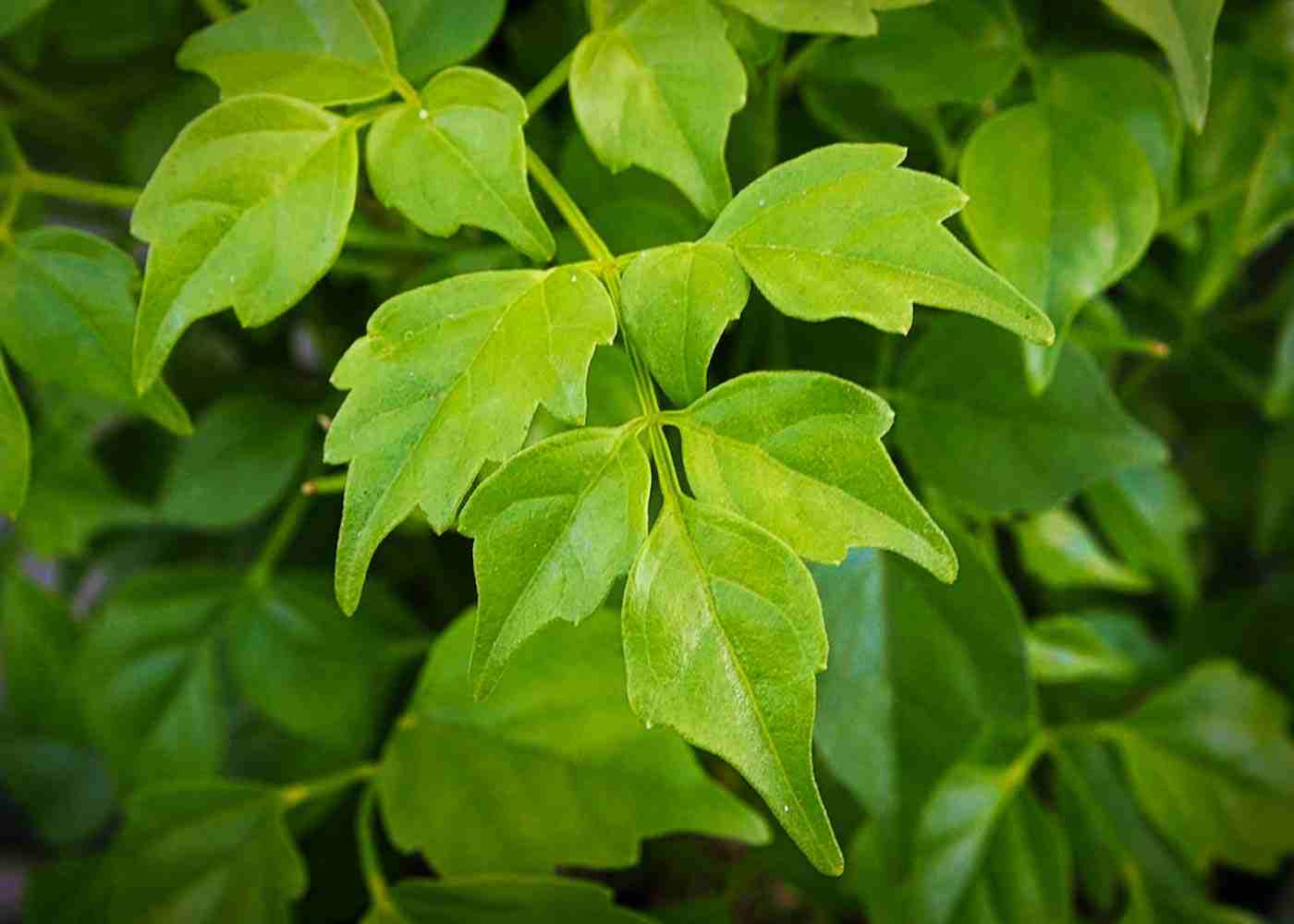 How to Properly Grow China Doll Plants