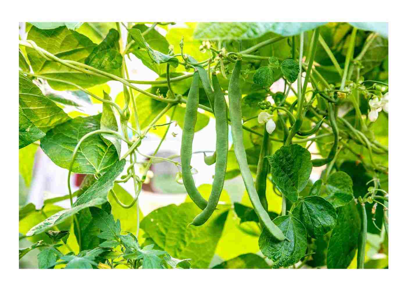 How to Setup the Best Grow Room for Your Green Beans