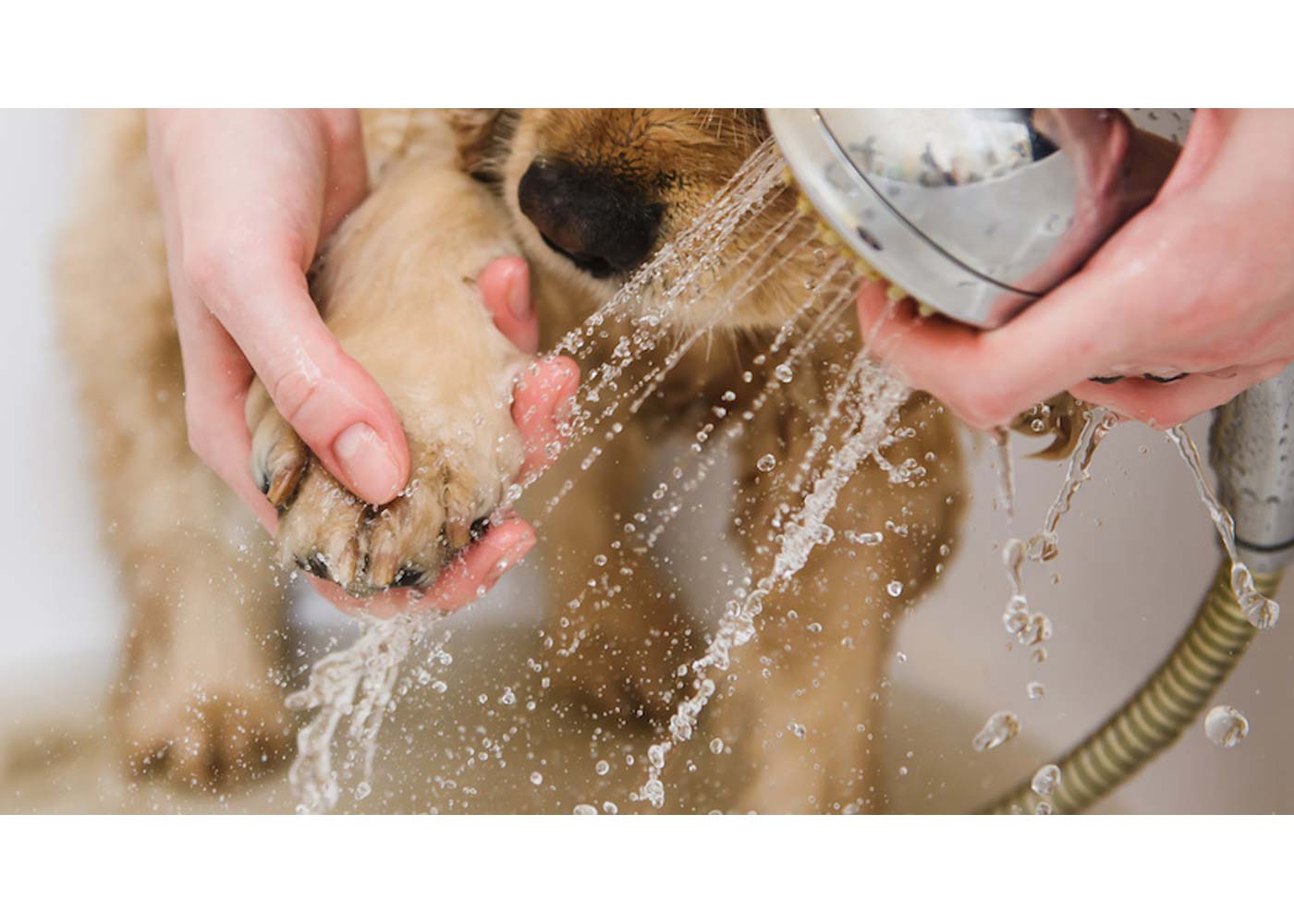 How to Soothe and Treat Cracked Paws