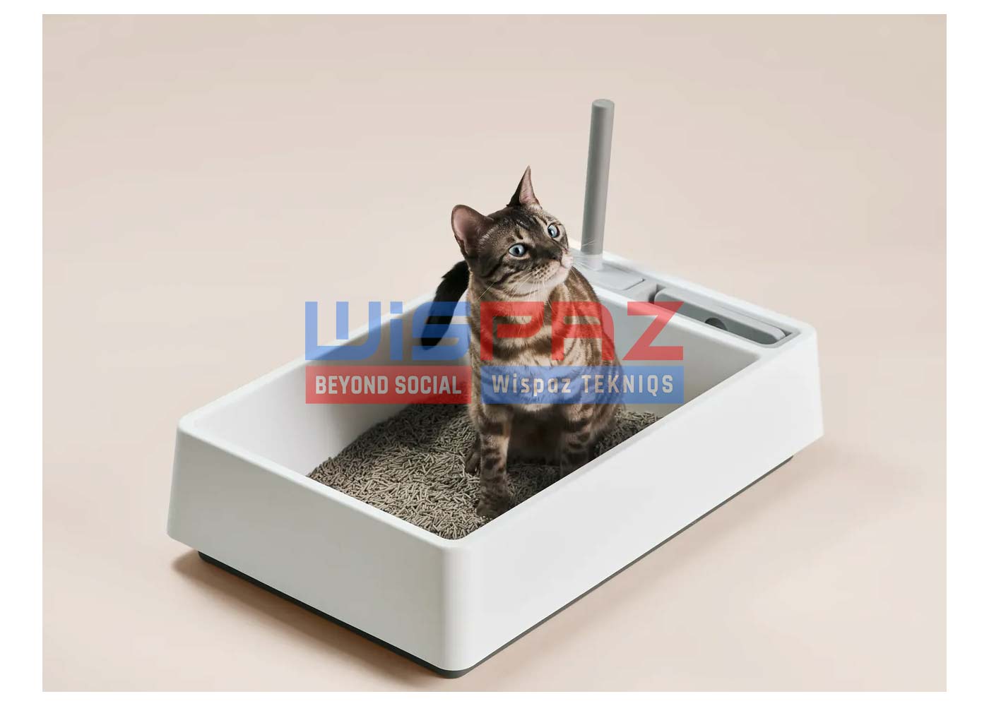 Litter Box Maintenance for Cat Owners: A Beginners Guide