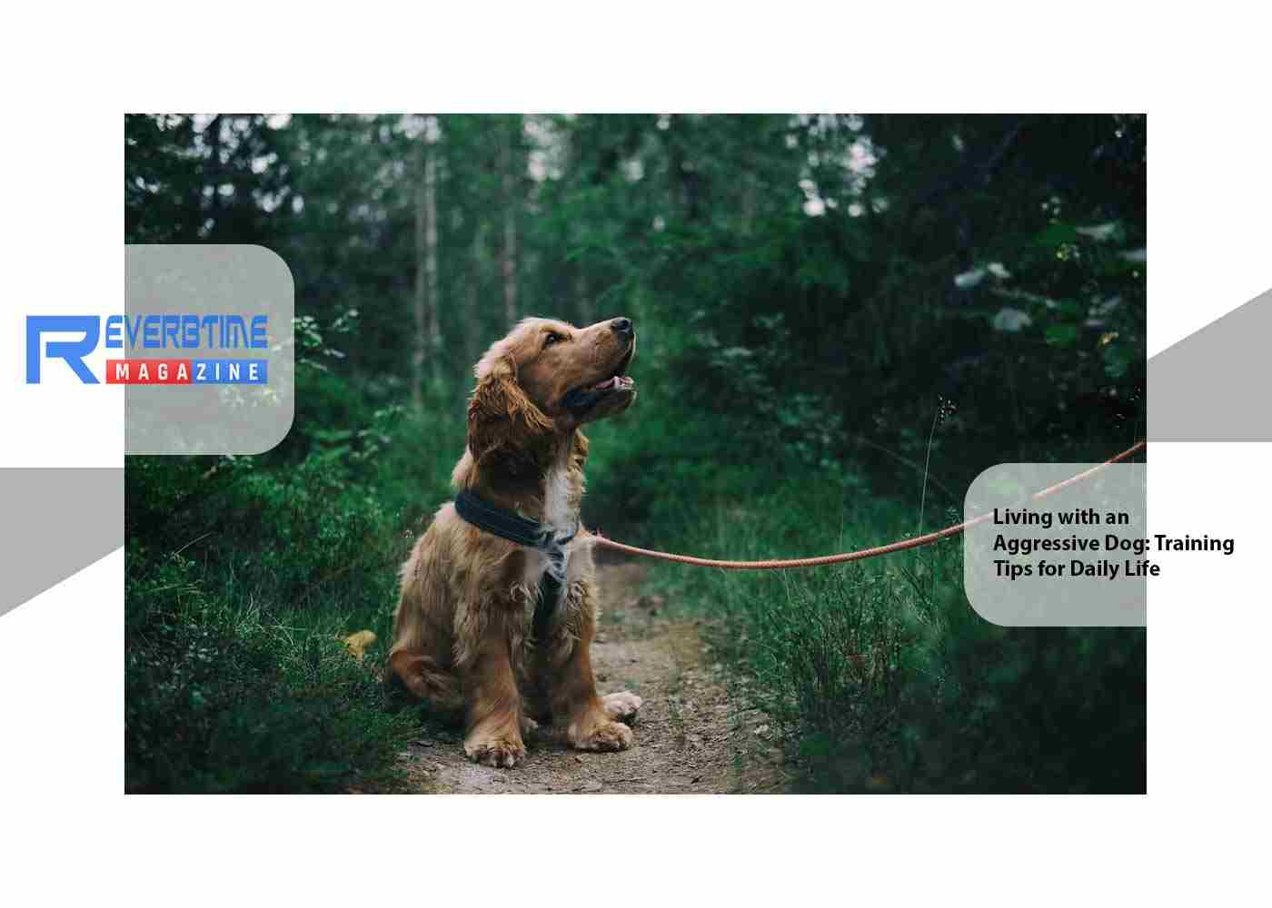 Living with an Aggressive Dog: Training Tips for Daily Life