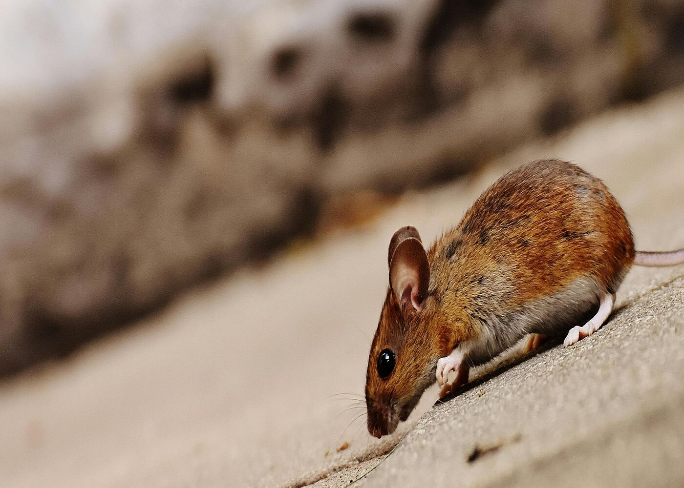 Pest-Proofing: 6 Ideas To Keep Pests..