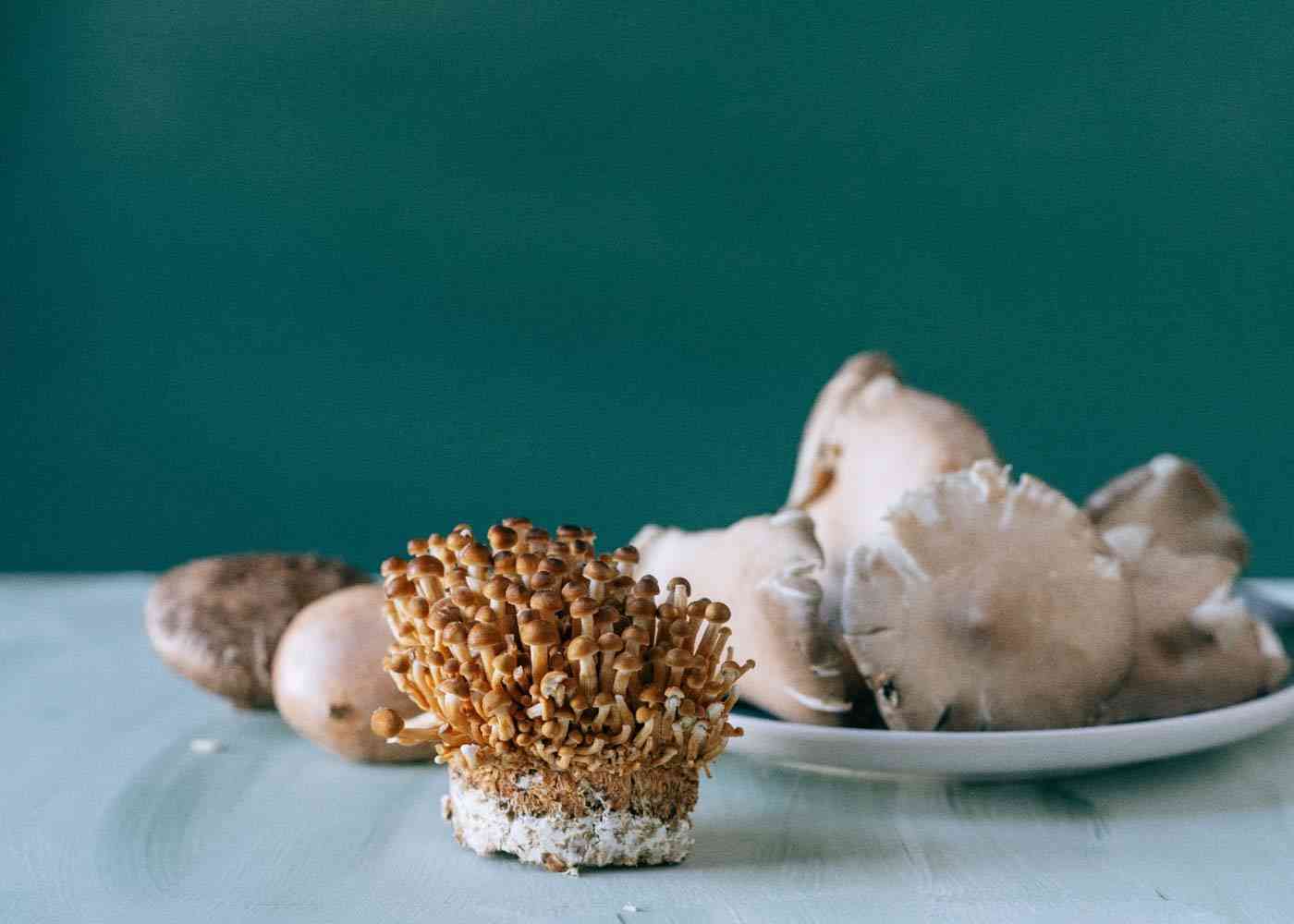 Experience Psilocybin's Impact on Mental Health with Cannabis Delivery