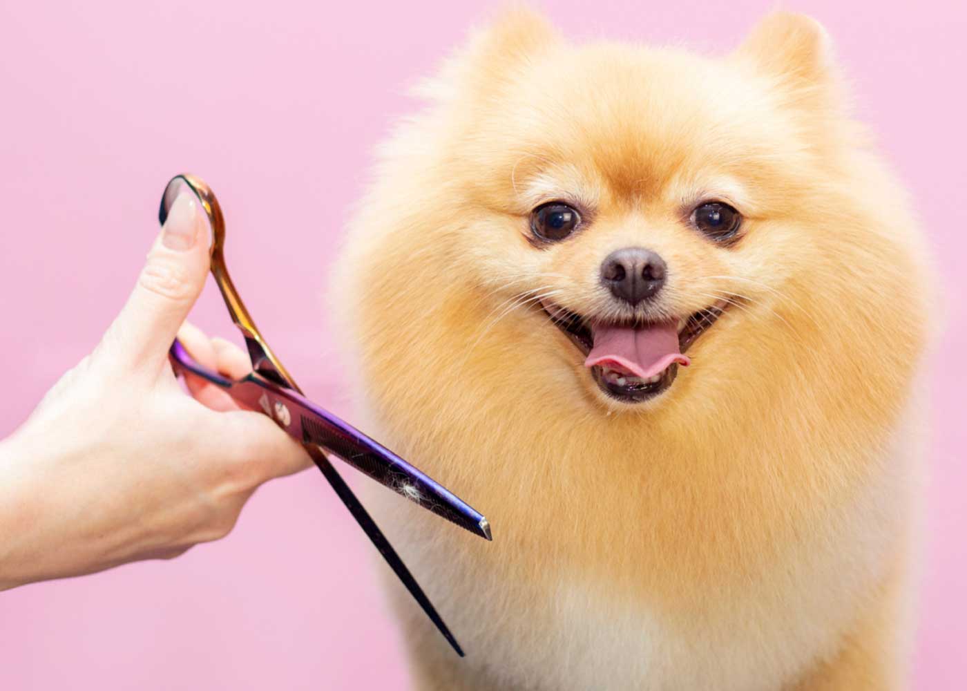 Quick and Easy Tips for Dog Grooming at Home