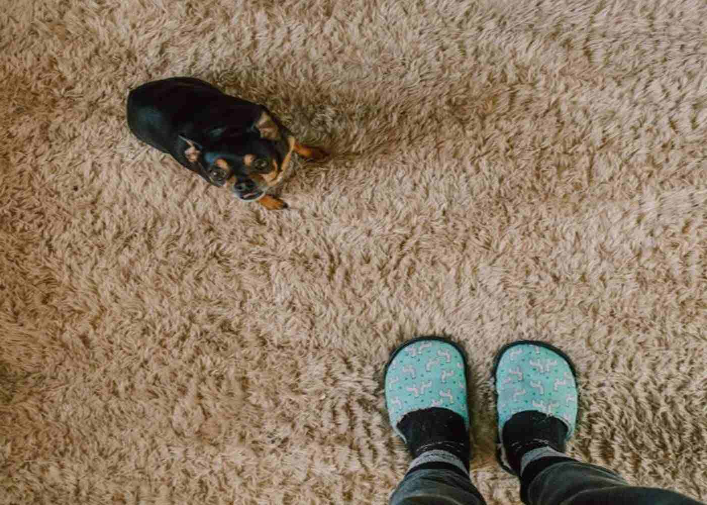Revamp Your Home with the Perfect Carpet Choice