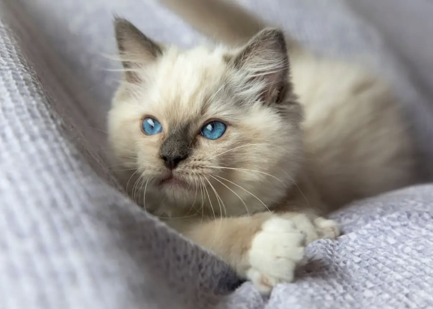 THE 11 MOST POPULAR GREY AND WHITE CAT BREEDS